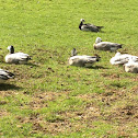 Barnacle Goose