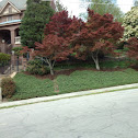 Japanese red maple