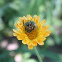 Metalic Green Bee (wasp)