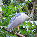 Black crowned night heron