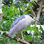 Black crowned night heron