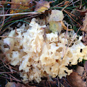 Cauliflower mushroom