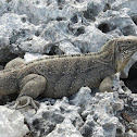 Cuban rock iguana