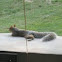 Eastern gray squirrel