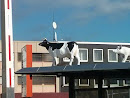 Kuh Auf Dem Dach