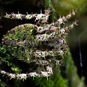 Garden spider