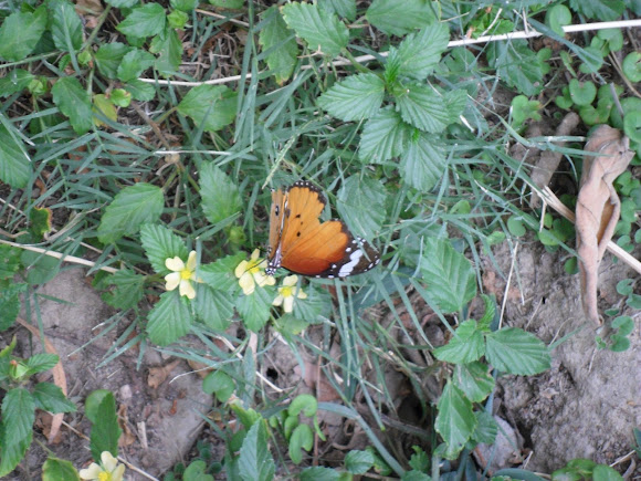 Spotting Image 1