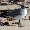 Laughing Gull