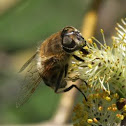Bee fly
