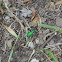 Green Tiger Beetle