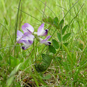 Milkvetch
