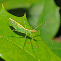 Pale green assassin bug (nymph)