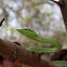 Bejuquillo verde