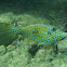Scribbled filefish