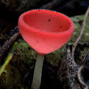 Wine Glass Mushroom