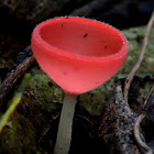 Wine Glass Mushroom