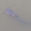 Blue Catfish