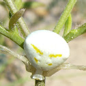 araña