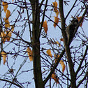 Downy Woodpecker
