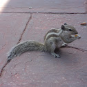 Squirrel