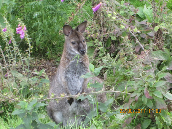 Spotting Image 1