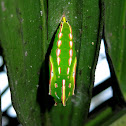 Palmfly Pupa