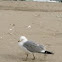 Gull