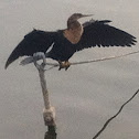 Anhinga