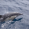 Common Dolphin