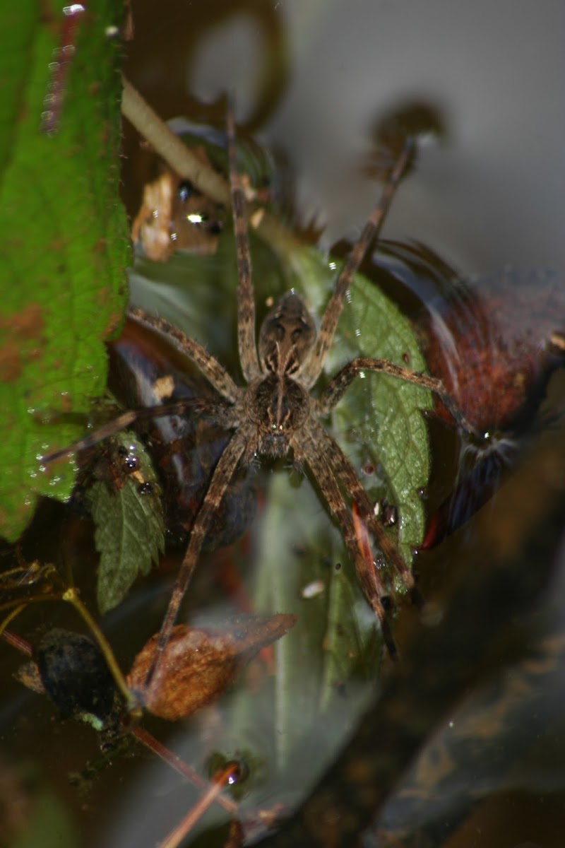 Fishing Spider