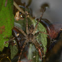 Fishing Spider