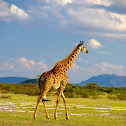 Giraffe