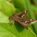 Clouded skipper