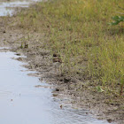 Killdeer