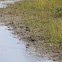 Killdeer