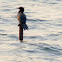 little cormorant