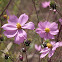 Cosmos
