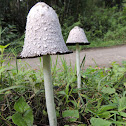 Fungi Hongo