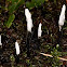 Candlestick fungus