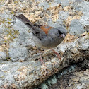 Dark-eyed Junco