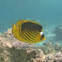 Diagonal Butterflyfish