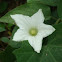 Ivy gourd
