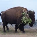 American Bison