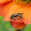 Sweat Bee