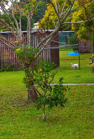[Gympie 23rd July 2008 001a_small[8].jpg]