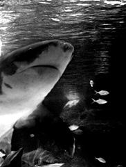 Sea World 8th October 2008 085