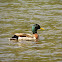 Mallard