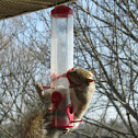 Eastern Grey Squirrel