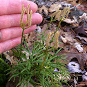 Fan clubmoss