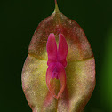 Lepanthes
